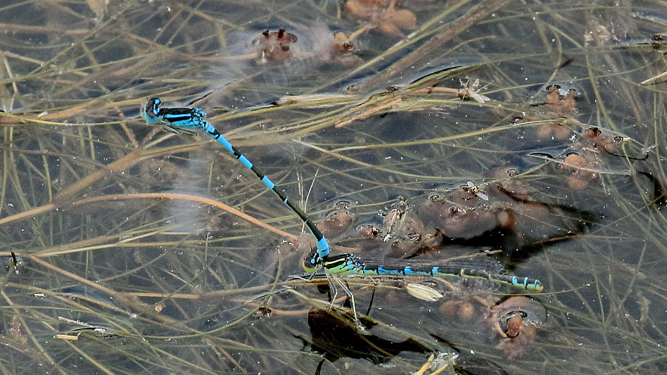 Coenagrion scitulum (Dainty Damselfly) ovip.JPG